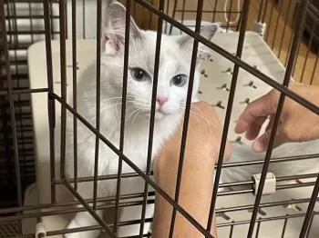 A.H 様のお迎えした子猫