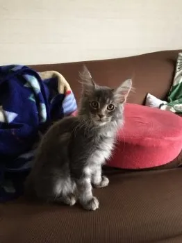 ジュンジュン 様のお迎えした子猫