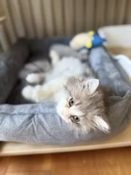 とことたお 様のお迎えした子猫