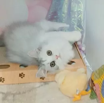 おてんばルナ 様のお迎えした子猫