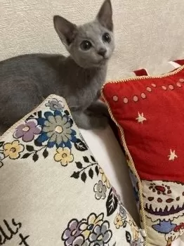 そら 様のお迎えした子猫