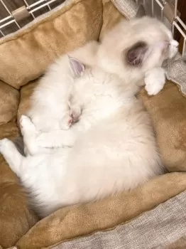 E.H. 様のお迎えした子猫