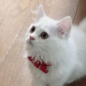 ミウ 様のお迎えした子猫