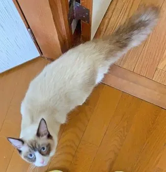 シロリ 様のお迎えした子猫