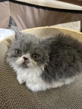 めかち 様のお迎えした子猫