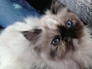 モナミ 様のお迎えした子猫