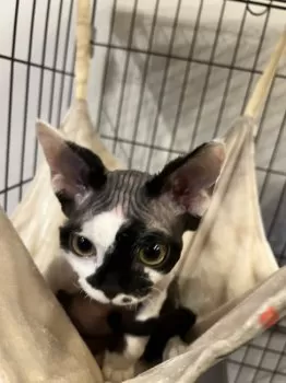 ガラシャ 様のお迎えした子猫