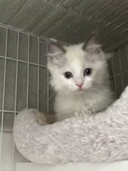 R.O 様のお迎えした子猫