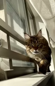 K 様のお迎えした子猫