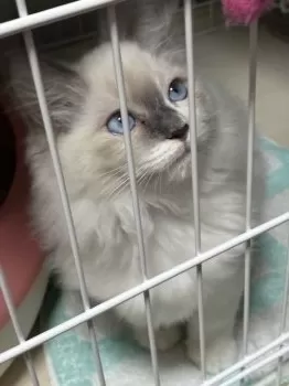 スズキ 様のお迎えした子猫