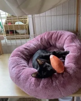 N.S 様のお迎えした子猫