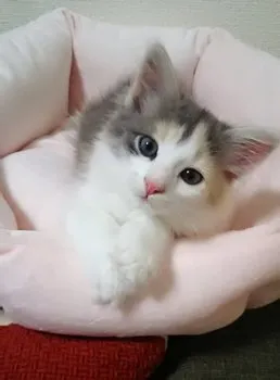猫じゃらし 様のお迎えした子猫