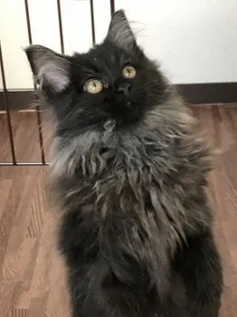 はにぃにゃん 様のお迎えした子猫