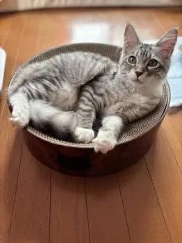 K.Y 様のお迎えした子猫