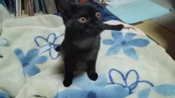 H.H 様のお迎えした子猫