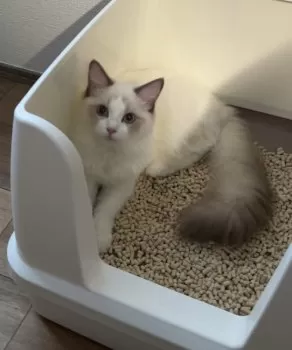 T.A 様のお迎えした子猫