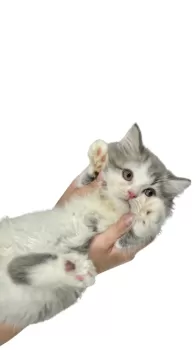 M.Y 様のお迎えした子猫