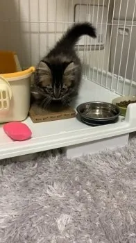 ネコ・カネコ 様のお迎えした子猫