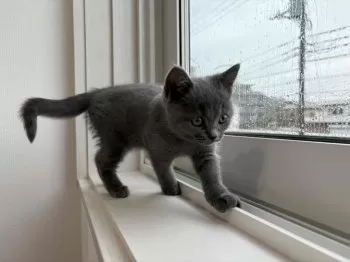 まつり 様のお迎えした子猫