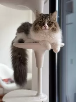 あk 様のお迎えした子猫