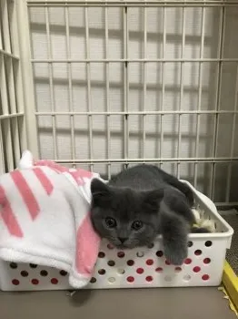 mic 様のお迎えした子猫