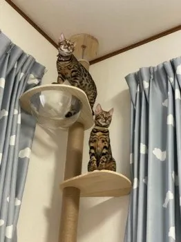 N.T 様のお迎えした子猫