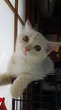 まろん 様のお迎えした子猫