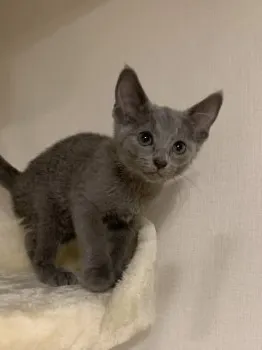 M.M 様のお迎えした子猫