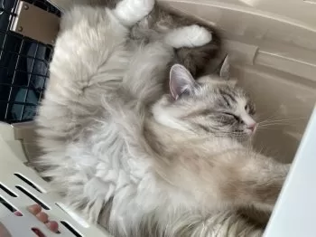 Y.K 様のお迎えした子猫