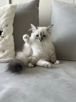 M.S 様のお迎えした子猫