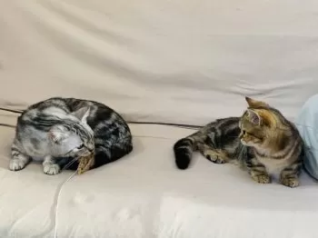 taka 様のお迎えした子猫