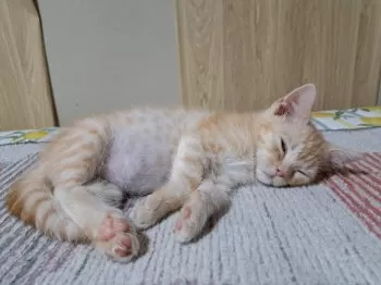 みきゃん 様のお迎えした子猫