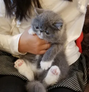 ダイヤ 様のお迎えした子猫