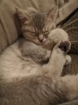 ミケランジェロ 様のお迎えした子猫