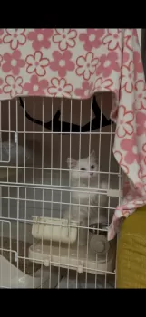 ひは 様のお迎えした子猫