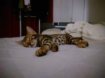 こうじ 様のお迎えした子猫