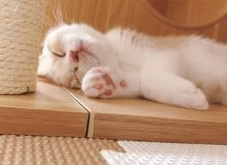 Ｉ.O 様のお迎えした子猫