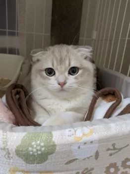 てる吉 様のお迎えした子猫