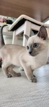 ロイヤルミルクティ中毒 様のお迎えした子猫