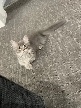 R.S 様のお迎えした子猫