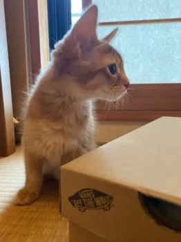 yocco 様のお迎えした子猫