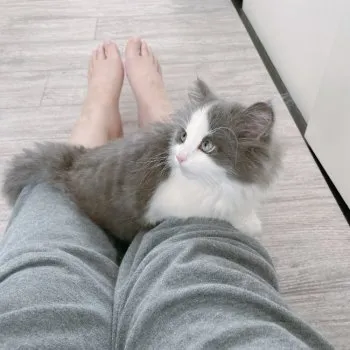 nino 様のお迎えした子猫