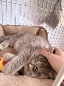 しのっぴ 様のお迎えした子猫