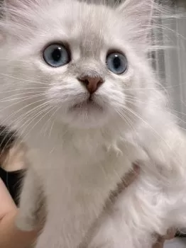 ねね 様のお迎えした子猫