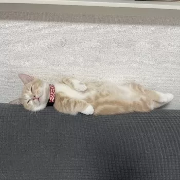 sachika 様のお迎えした子猫