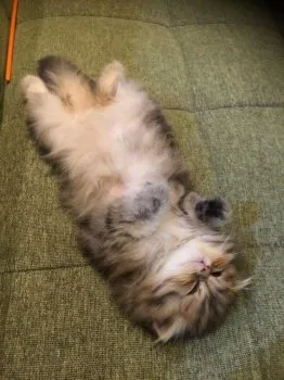 こまちゃん 様のお迎えした子猫