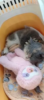 C.K 様のお迎えした子猫