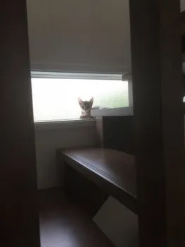 サトシ 様のお迎えした子猫