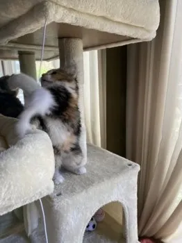 チャルル 様のお迎えした子猫