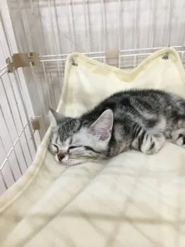 たぴ 様のお迎えした子猫